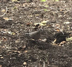 Streptopelia chinensis