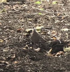 Streptopelia chinensis