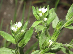 Buglossoides czernjajevii