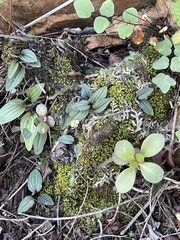 Drimiopsis davidsoniae