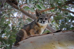 Urocyon cinereoargenteus californicus