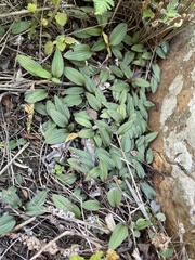 Drimiopsis davidsoniae