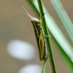 Bermius odontocercus
