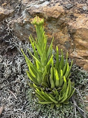 Crassula alba alba
