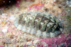 Rhyssoplax torriana