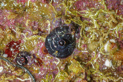 Petaloconchus caperatus
