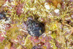 Petaloconchus caperatus