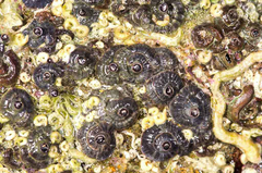 Petaloconchus caperatus