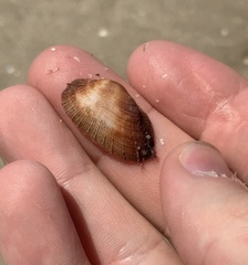 Barbatia novaezealandiae