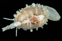 Ellatrivia merces
