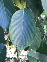 Wilsonomyces carpophilus