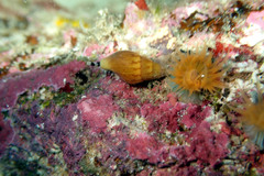 Mitrella pulla
