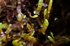 Rugulopteryx marginata