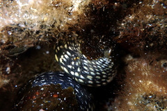 Chlorodiloma odontis