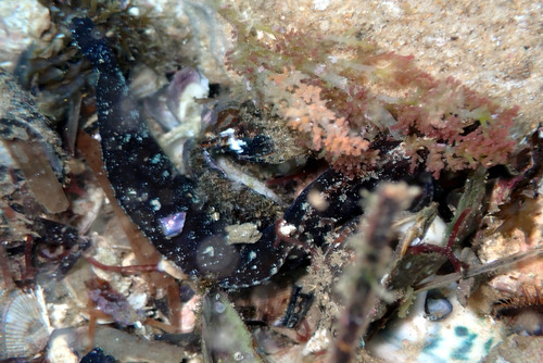 Dwarf snakeblenny (Ophiclinus ningulus) — Clinidae — 2