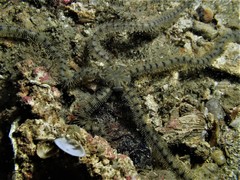 Macrophiothrix