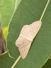 Idaea dolichopis