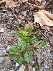 Ranunculus abortivus