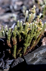 Alchemilla verticillata