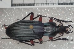 Carabus galicianus
