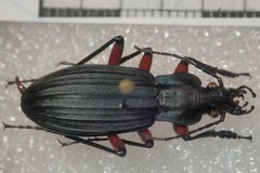 Carabus galicianus