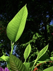 Magnolia champaca