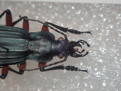 Carabus galicianus