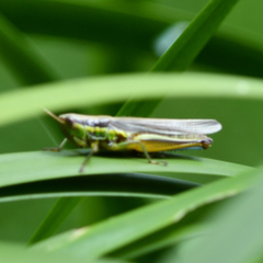 Bermius odontocercus