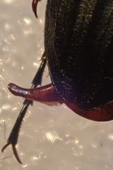 Carabus galicianus