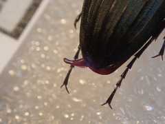 Carabus galicianus