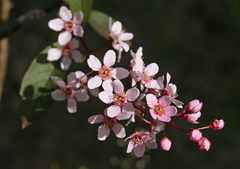 Prunus padus