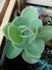 Echeveria pallida