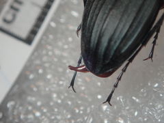 Carabus galicianus