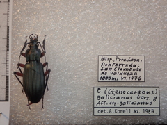 Carabus galicianus