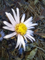 Aster hispidus
