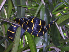 Boiga melanota