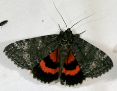 Catocala briseis