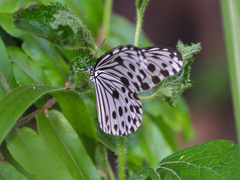 Ideopsis gaura