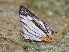 Cyrestis maenalis