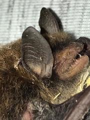 Myotis bocagii
