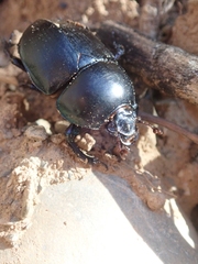 Sericotrupes niger