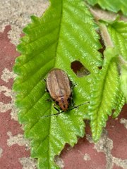 Xanthogaleruca maculicollis
