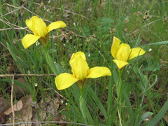 Iris arenaria