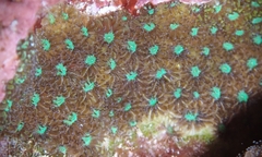 Leptastrea transversa
