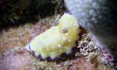 Goniobranchus albopustulosus