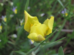 Iris arenaria