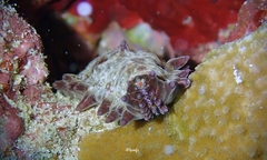 Asteropsis carinifera