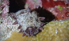 Asteropsis carinifera