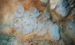 Phestilla lugubris