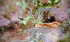 Miniacina